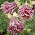 Double Rose Columbine Seeds - 50 Perennial Aquilegia vulgaris Flower Seeds for Borders & Containers