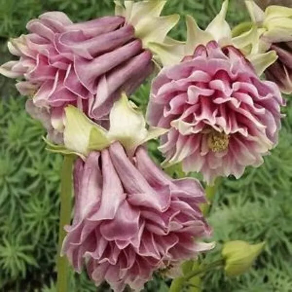 Double Rose Columbine Seeds - 50 Perennial Aquilegia vulgaris Flower Seeds for Borders & Containers