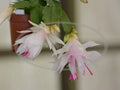 Thanksgiving/Christmas Cactus Cuttings - Schlumbergera "Branca Dobrada" - No Roots - White Blooms - Indoor Plant Propagation