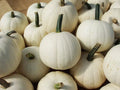 Snowball Pumpkin Seeds 10 Pack for Planting, White Cucurbita pepo, Decorative & Culinary Pumpkins