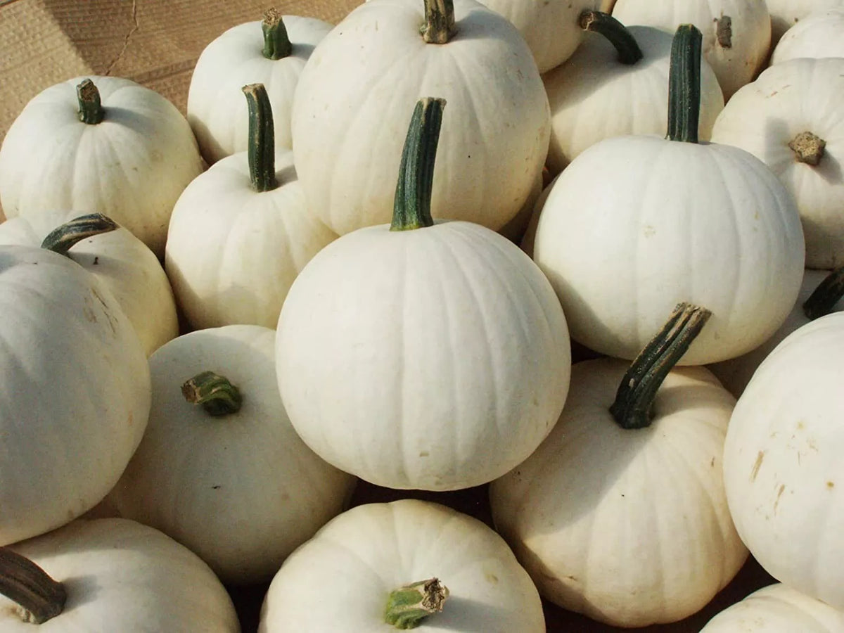 Snowball Pumpkin Seeds 10 Pack for Planting, White Cucurbita pepo, Decorative & Culinary Pumpkins