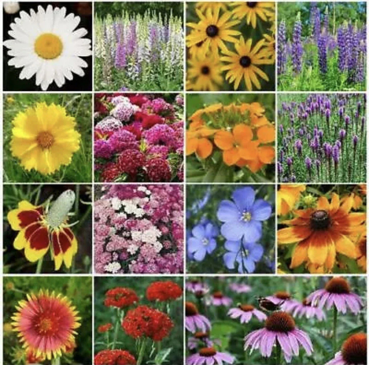 Perennial Flower Seed Mix - 15 Species for Butterflies & Bees - Non-GMO, Heirloom, 500 Seeds