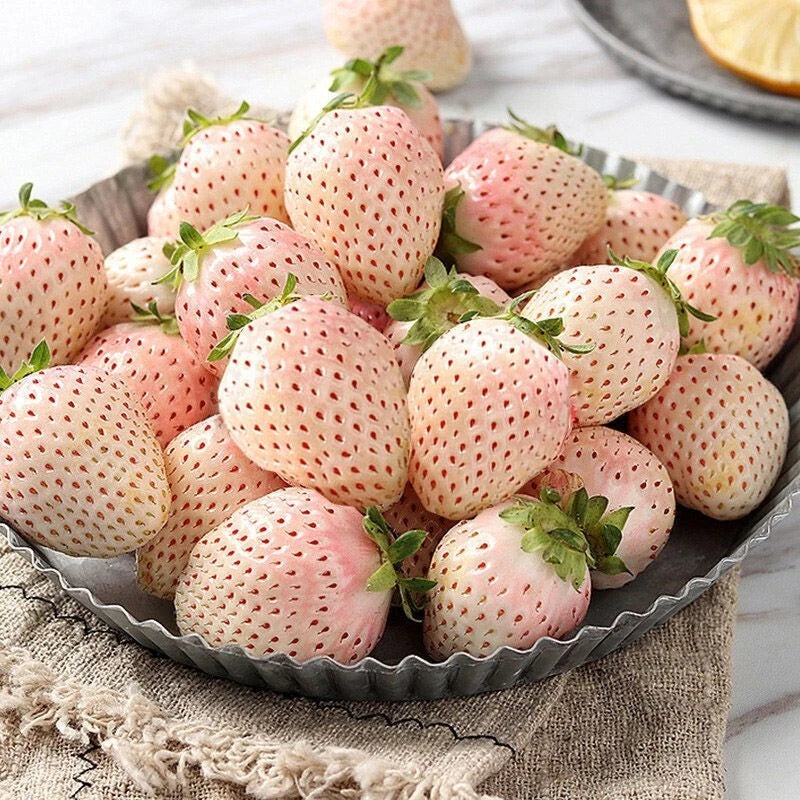 White Strawberry Seeds - Pineberry Hula Berry Alpine Berry for Container Garden - Fragaria × ananassa - USA Grown