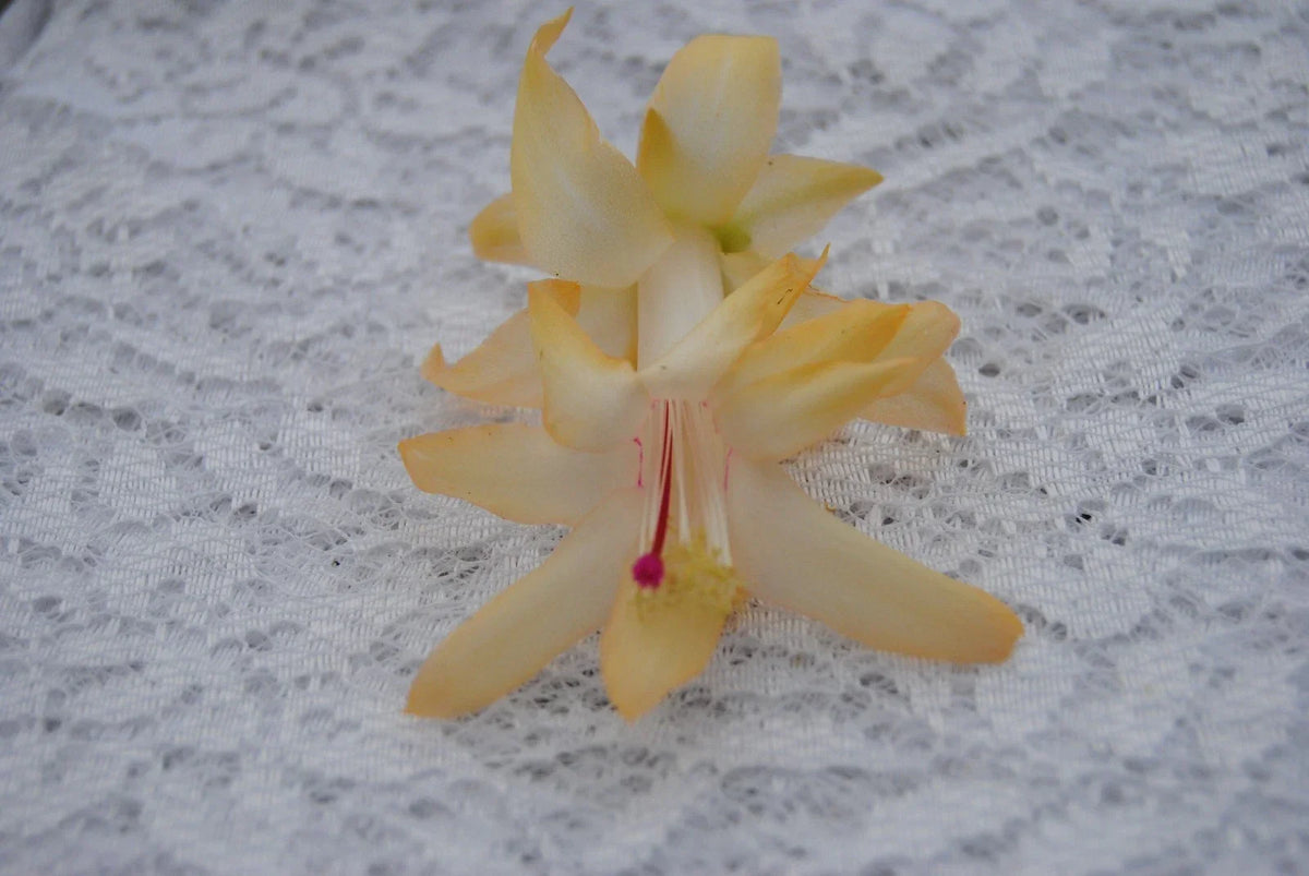 Christmas Cactus Starter Plant - Nutbush City Limits - Schlumbergera Truncata - Well-Rooted Succulent for Indoor Decor