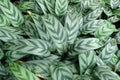 Leopard Calathea Seeds - 25+ Pack for Indoor & Outdoor Gardening - Calathea insignis - USA Grown