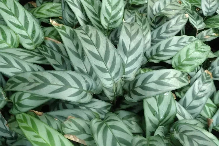 Leopard Calathea Seeds - 25+ Pack for Indoor & Outdoor Gardening - Calathea insignis - USA Grown