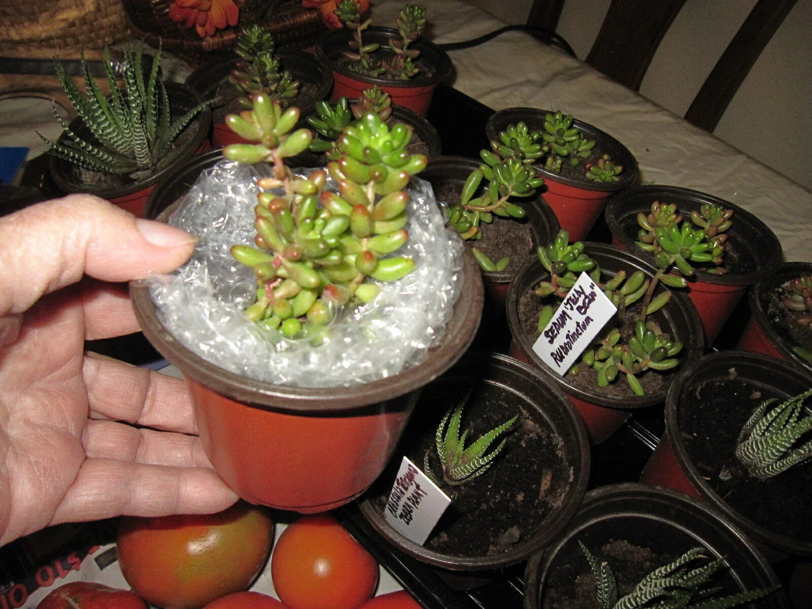 Sedum Rubrotinctum "Jelly Bean" Succulent Plant in 3x4” Pot, Colorful Green and Red Foliage, Rooted, California Grown