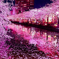Japanese Sakura Cherry Blossom Tree Seeds - Prunus sargentii - Hardy Flowering Tree for Garden & Landscaping
