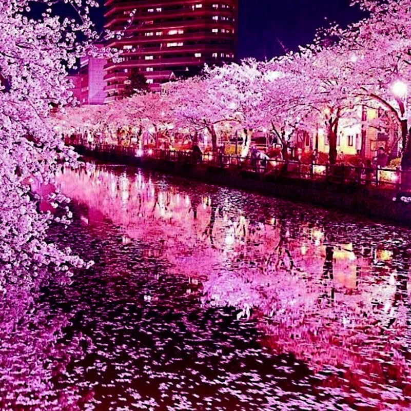 Japanese Sakura Cherry Blossom Tree Seeds - Prunus sargentii - Hardy Flowering Tree for Garden & Landscaping