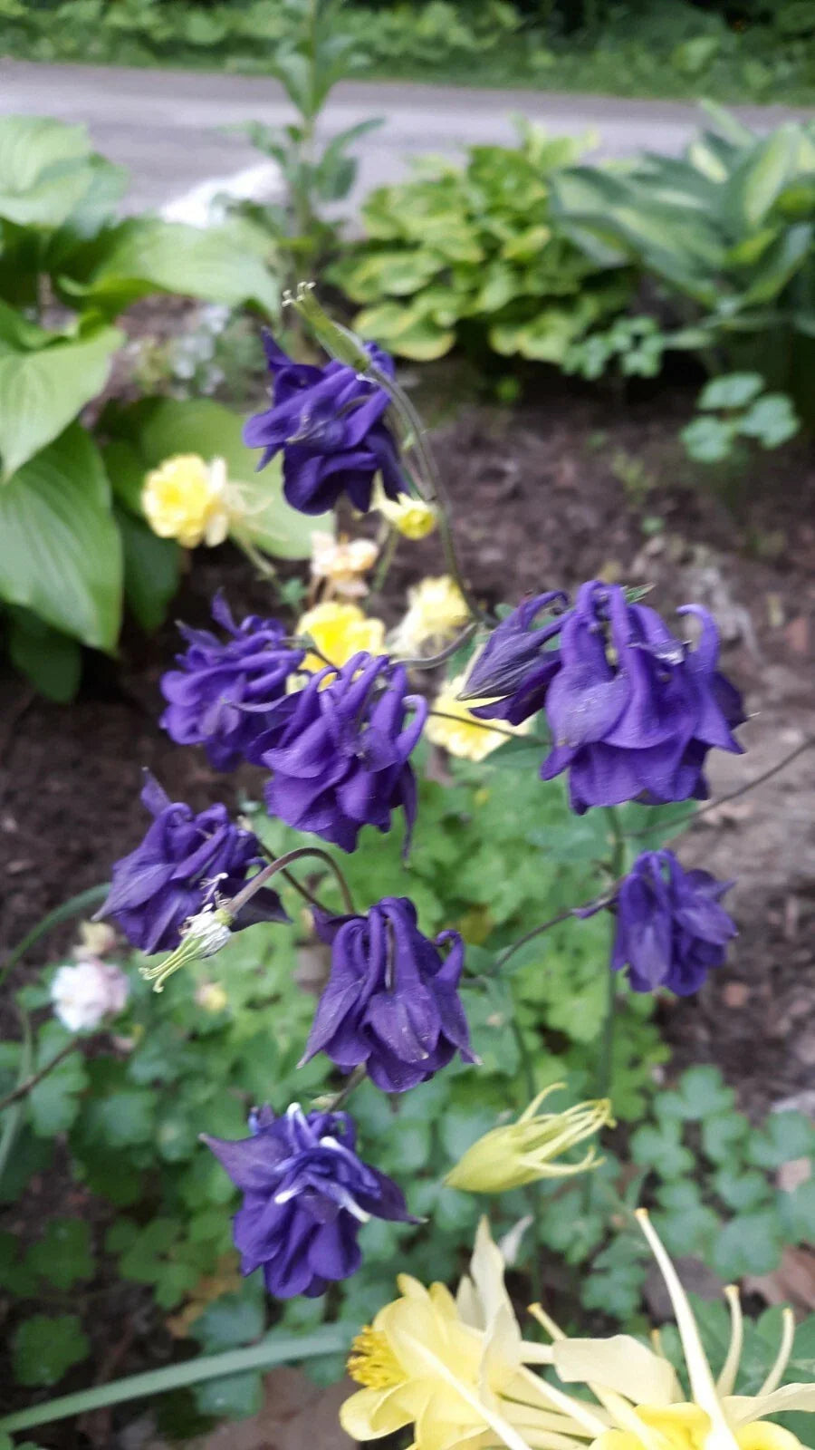 Columbine Mix Seeds - Perennial Flower Seeds for Garden, Aquilegia spp., Vibrant Blooms, Attracts Pollinators, Easy to Grow