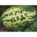 Watermelon Seeds 500 Count Klondike Striped Blue Ribbon Heirloom Citrullus lanatus for Home Garden
