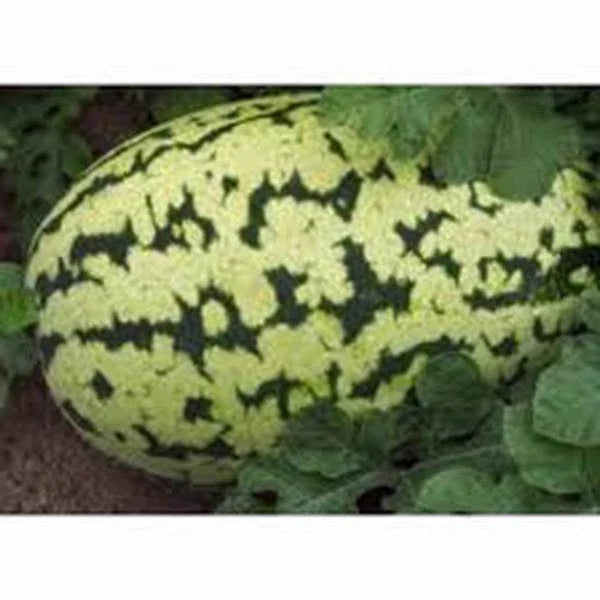 Watermelon Seeds 500 Count Klondike Striped Blue Ribbon Heirloom Citrullus lanatus for Home Garden