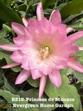 Epiphyllum Orchid Cactus Princess De Monaco 4-Inch Rooted Plant, Indoor Houseplant, Tropical Garden, Unique Flowering Cactus