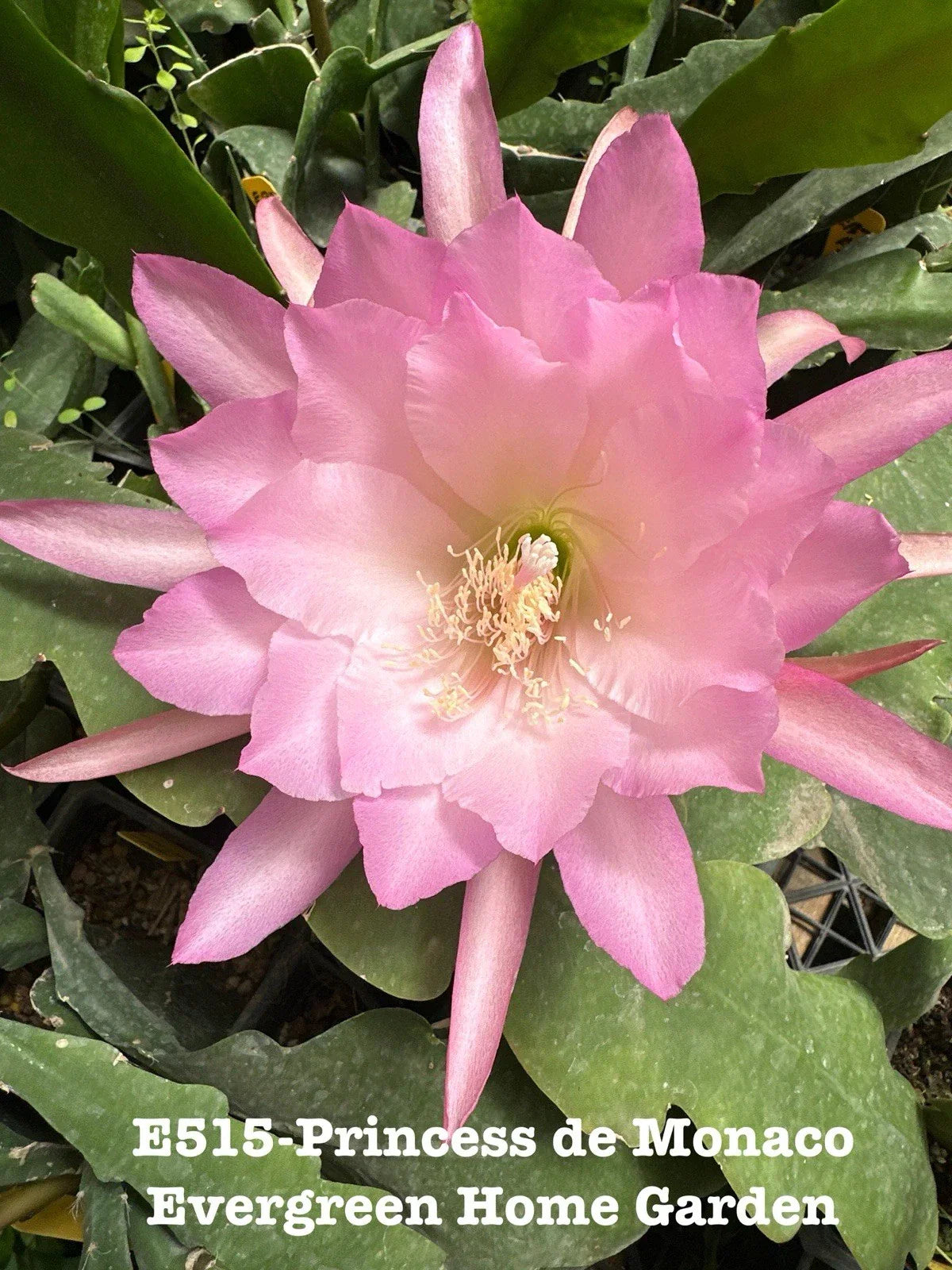 Epiphyllum Orchid Cactus Princess De Monaco 4-Inch Rooted Plant, Indoor Houseplant, Tropical Garden, Unique Flowering Cactus