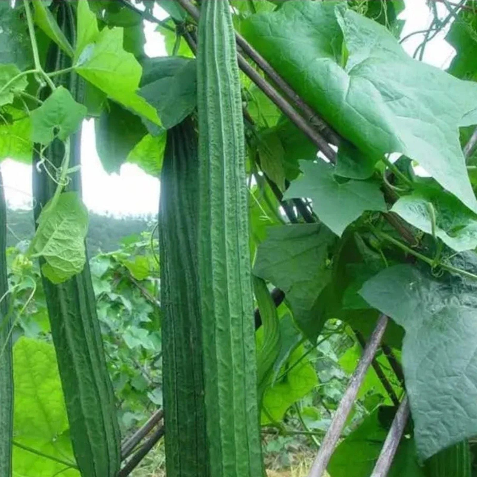 20pcs Heirloom Ridged Sponge Gourd Seeds - Angled Luffa Vegetable Seeds for Home Gardening, Organic Cultivation, Climbing Vine
