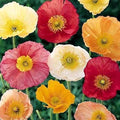 Iceland Poppy Seeds 500 Count - Papaver nudicaule - Colorful Flower Mix for Garden Planting