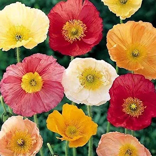 Iceland Poppy Seeds 500 Count - Papaver nudicaule - Colorful Flower Mix for Garden Planting