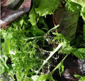 Gourmet Salad Blend Seeds - Red & Green Lettuce Mix - Non-GMO - Cool Season - Lactuca sativa - 500 Seeds