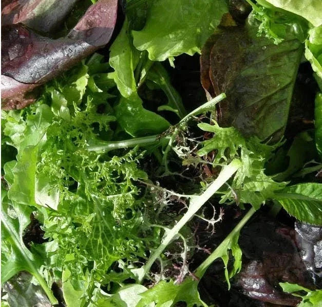Gourmet Salad Blend Seeds - Red & Green Lettuce Mix - Non-GMO - Cool Season - Lactuca sativa - 500 Seeds
