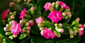 Pink Kalanchoe Live Plant - 4-Inch Pot, Kalanchoe blossfeldiana, Succulent with Pink Flowers, Indoor & Outdoor, Drought Tolerant