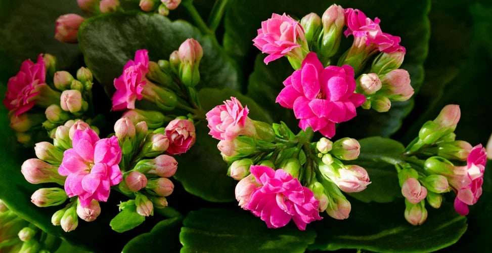 Pink Kalanchoe Live Plant - 4-Inch Pot, Kalanchoe blossfeldiana, Succulent with Pink Flowers, Indoor & Outdoor, Drought Tolerant