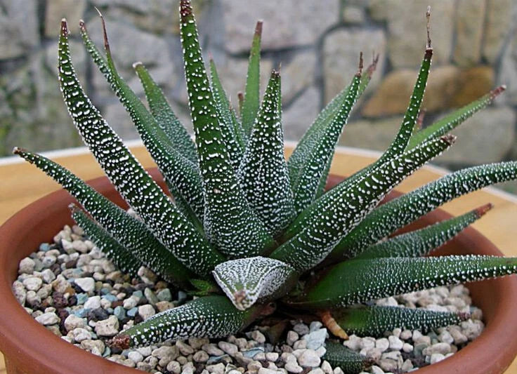 Large Potted Haworthia Attenuata var. Radula Succulent Plant - 5" Indoor Drought-Tolerant Houseplant