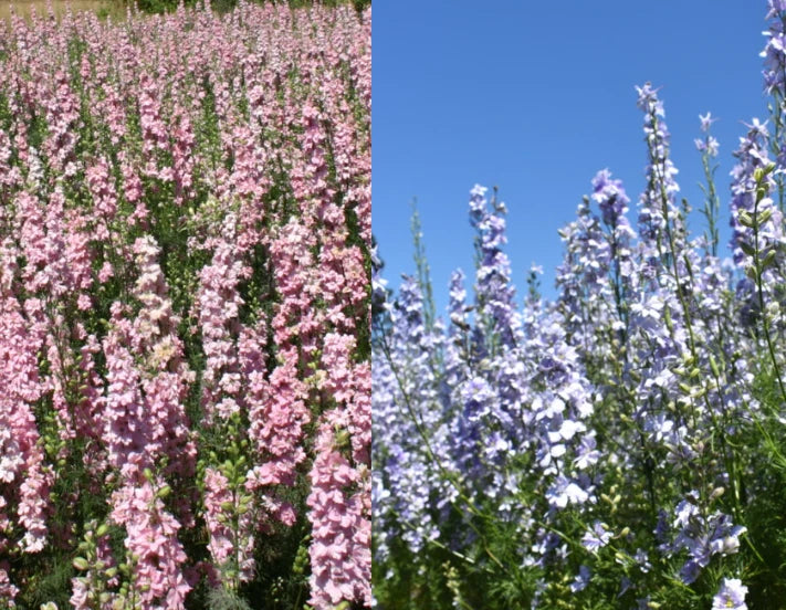 Rocket Larkspur Seeds - Pastel Blue & Pink Mix, Non-GMO, 500 Seeds, Delphinium for Pollinators, Annual Flower Seeds