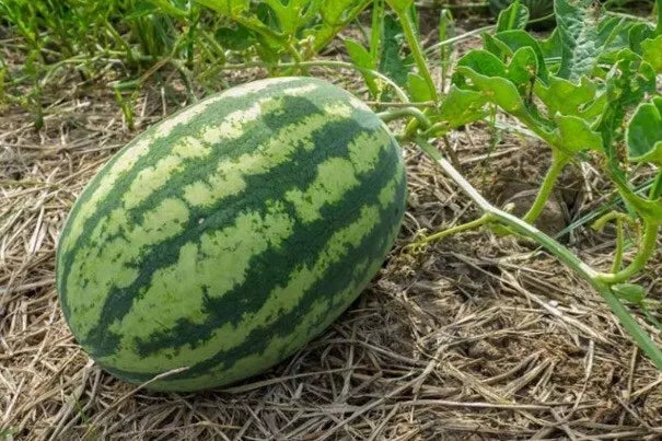 Large Non-GMO Sweet Watermelon Seeds - Citrullus lanatus, Heirloom Variety, Juicy, Vining, Seed Packet