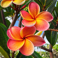 Orange Salmon Plumeria Seeds - 5 Perennial Hawaiian Tropical Flower Seeds for Garden, Landscaping, and Containers
