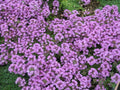 Creeping Thyme Seeds 500+ Purple Groundcover Herb Thymus serpyllum Perennial for Garden, Borders & Rock Gardens