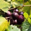 Muscadine Grape Vine Live Plant – Vitis rotundifolia – Sweet, Juicy Fruiting Vine for Garden, Trellis, or Fence