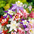 Columbine Seeds | McKana Giants Perennial Flower Mix | Aquilegia x hybrida | 300+ Seeds for Garden