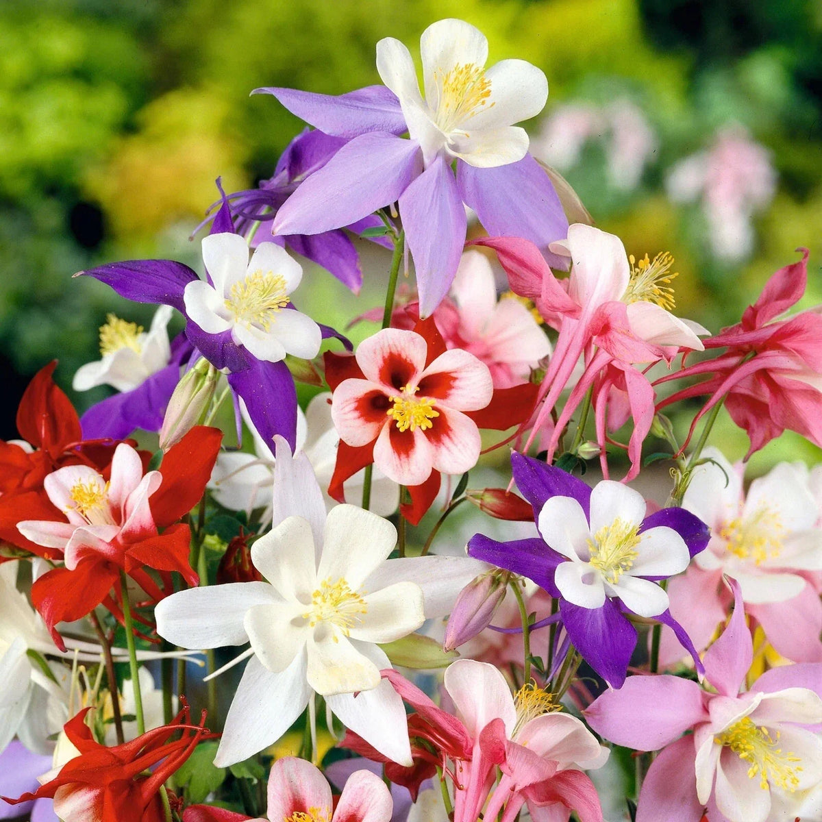 Columbine Seeds | McKana Giants Perennial Flower Mix | Aquilegia x hybrida | 300+ Seeds for Garden