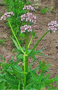 Valerian Seeds - Heirloom Perennial Herb - Valeriana Officinalis - Hardy Garden Plant for Herbal Remedies & Pollinators
