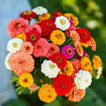 Zinnia elegans Pumila Mix Seeds – 200 Count, Cut and Come Again, Butterfly and Hummingbird Attracting, Compact Annual Flowers
