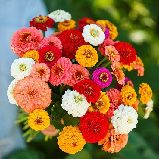 Zinnia elegans Pumila Mix Seeds – 200 Count, Cut and Come Again, Butterfly and Hummingbird Attracting, Compact Annual Flowers