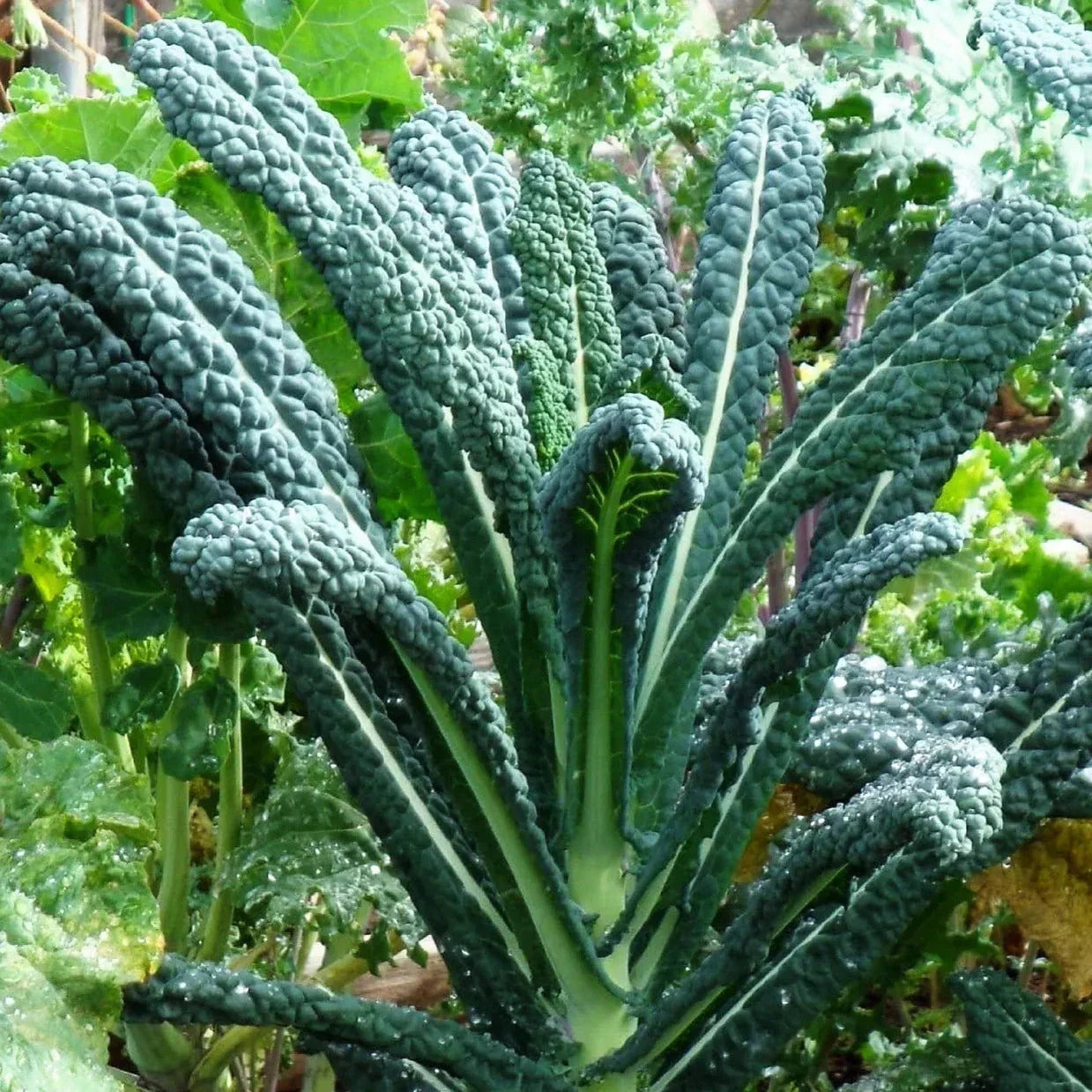 Lacinato Kale Seeds - Organic Italian Tuscan Brassica oleracea - Pack of 100 for Home Garden, Non-GMO, Easy to Grow