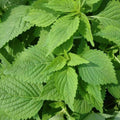 Green Shiso Seeds 50+ Perilla frutescens Annual Herb for Culinary Use Asian Mint Seeds for Garden or Containers