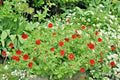 Scarlet Cinquefoil Seeds - Potentilla fruticosa Native Perennial Compact Flowering Shrub for Borders and Pollinator Gardens