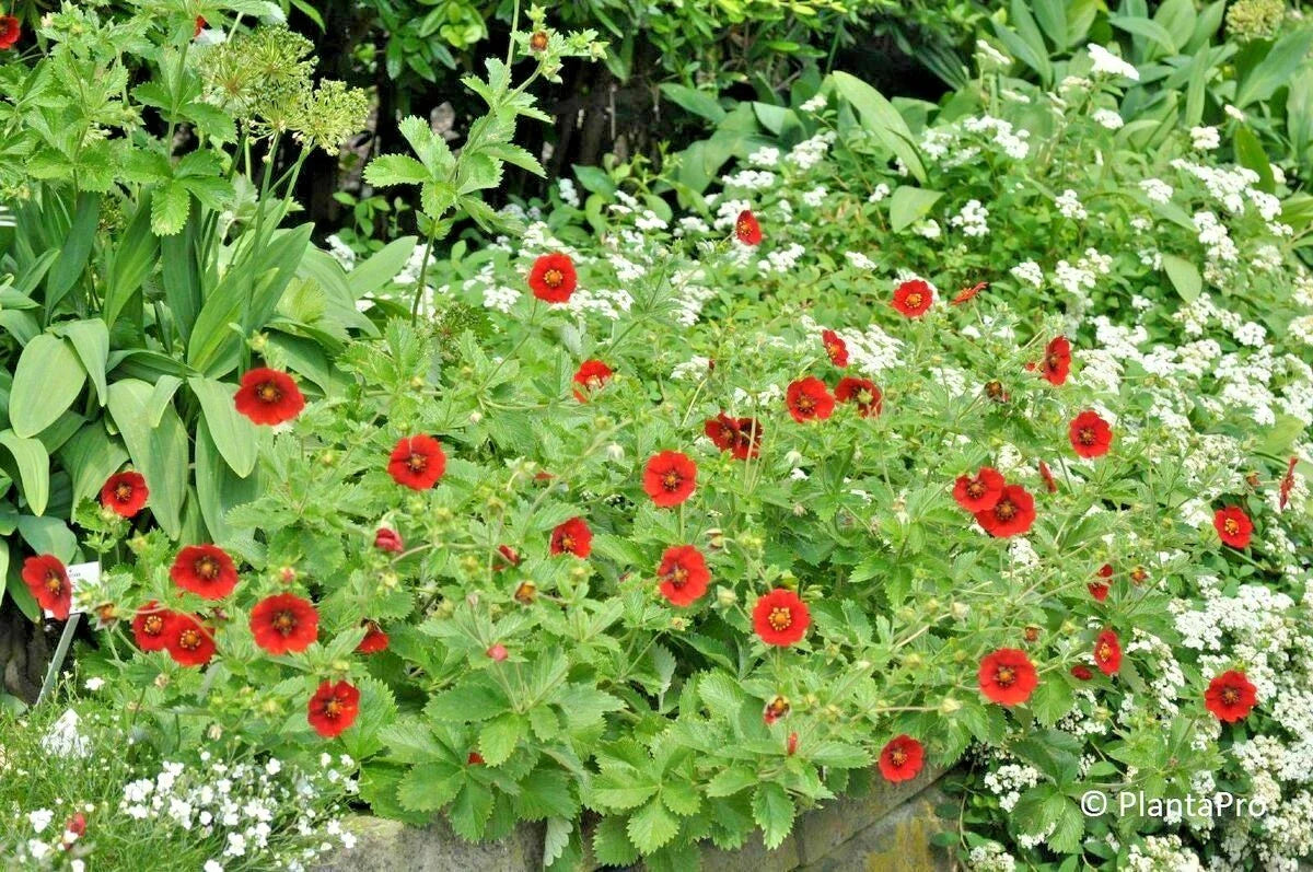 Scarlet Cinquefoil Seeds - Potentilla fruticosa Native Perennial Compact Flowering Shrub for Borders and Pollinator Gardens