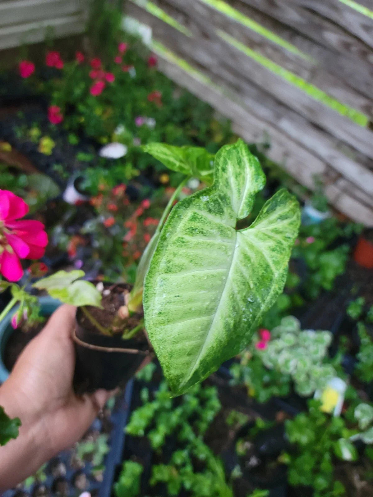 White Butterfly Plant in 2.5" Pot, Syngonium podophyllum, Indoor Houseplant, Low Light Tolerant, Variegated Foliage