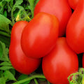 Roma VF Tomato Seeds - Non-GMO Heirloom Vegetable Seeds Solanum lycopersicum, Compact Growth, Perfect for Sauces & Salads