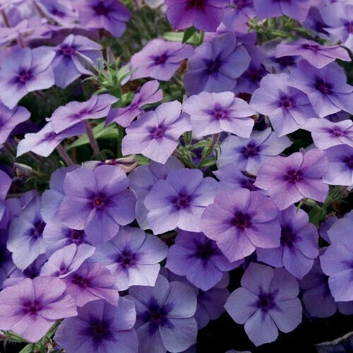 Blueberry Phlox Seeds - 50 Perennial Flower Seeds for Butterflies - Phlox divaricata - Full Sun to Partial Shade