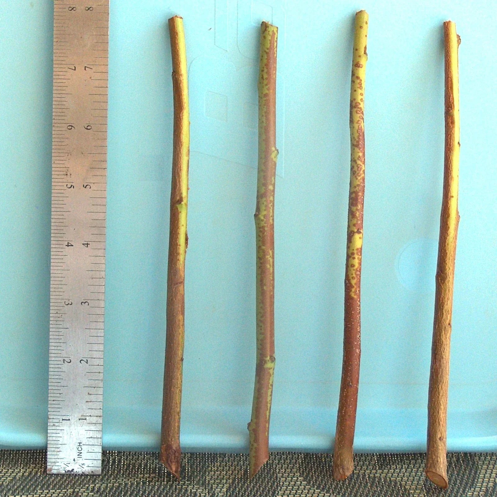 Plum Tree Rootstock Cutting | Semi-Dwarf Prunus domestica for Grafting | No Root | Fruit Tree Propagation
