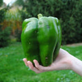 Emerald Giant Bell Pepper Seeds - Organic Non-GMO Heirloom Capsicum annuum, 120+ Seeds for Home Garden, Salad, and Cooking