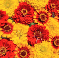 Zinnia Seeds South of the Border Mix Red Yellow Sombrero Flowers Zinnia elegans Seed Packet