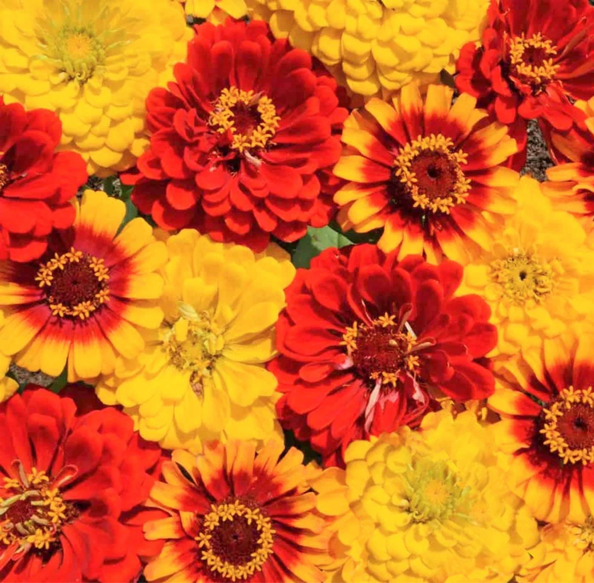 Zinnia Seeds South of the Border Mix Red Yellow Sombrero Flowers Zinnia elegans Seed Packet
