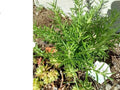 Organic Rosemary Cuttings - 5 Live Clippings for Rooting - Salvia Rosmarinus Herb Plant for Gardening and Culinary Use