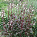 Foxglove Beardtongue 'Husker Red' Live Starter Plant - Penstemon digitalis Bare Root Perennial for Gardens