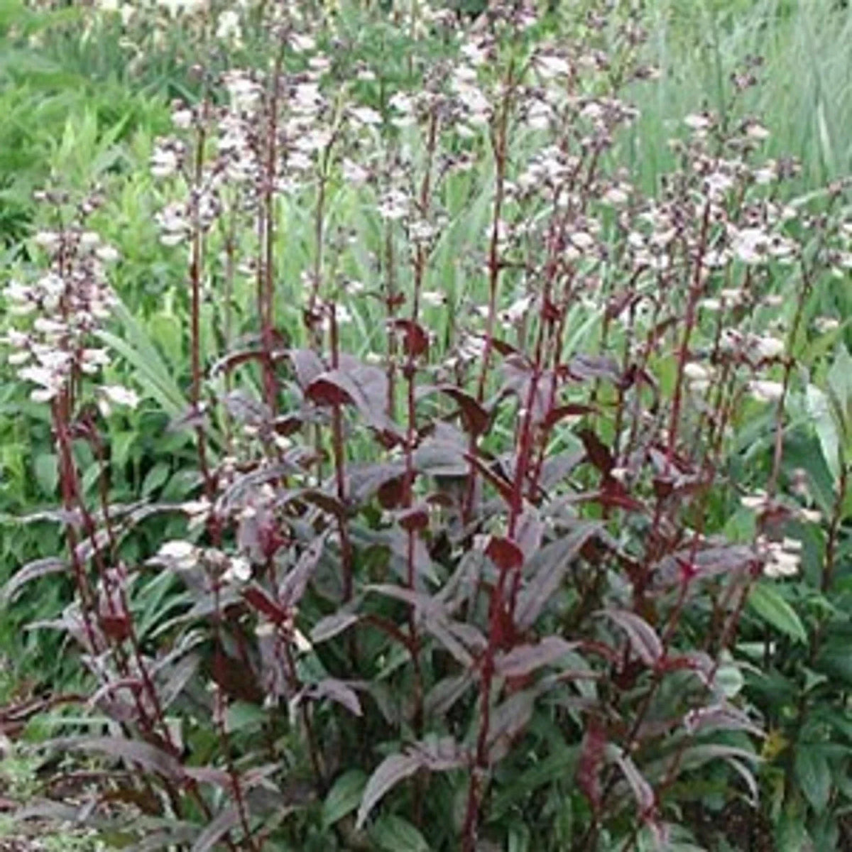 Foxglove Beardtongue 'Husker Red' Live Starter Plant - Penstemon digitalis Bare Root Perennial for Gardens